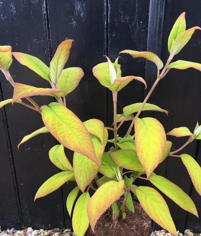 球总是叶尖, tenan, 校对