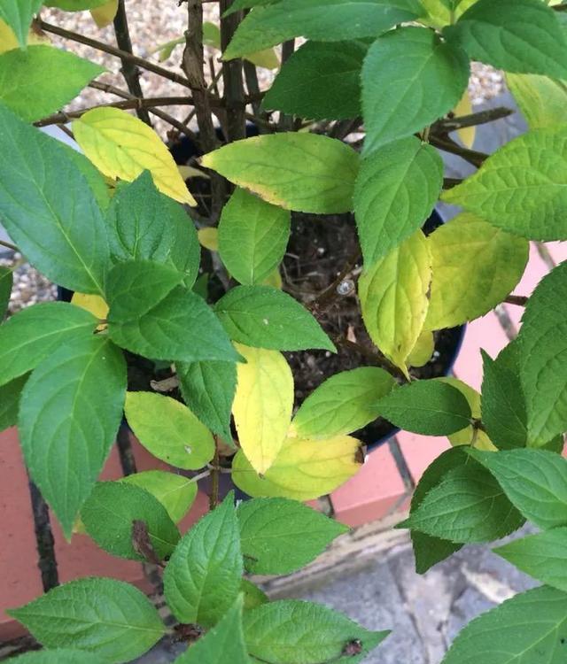 些矾肥水或, 铁黄叶, 要谨慎施肥