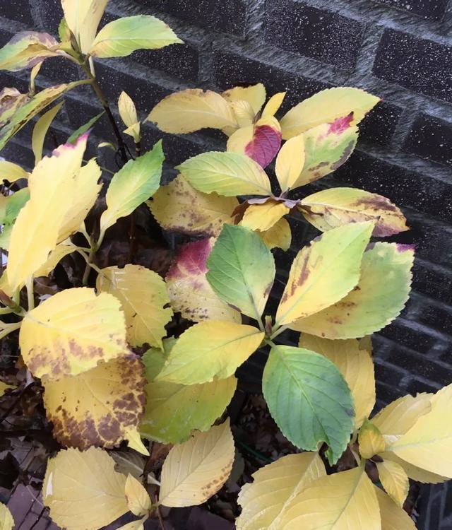 yid, 的小斑点, msn