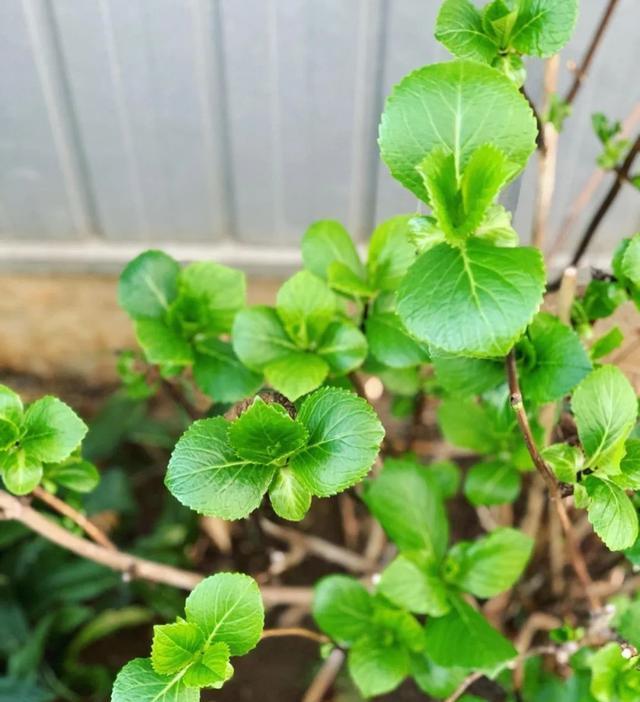 铁黄叶, msn, 还是治疗虫